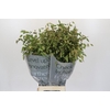 Chasmanthium Green