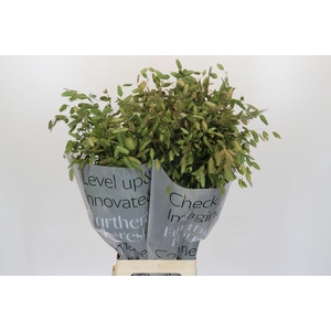 Chasmanthium Green