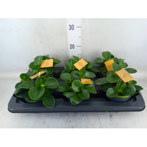 Peperomia obt. 'Red Canyon'