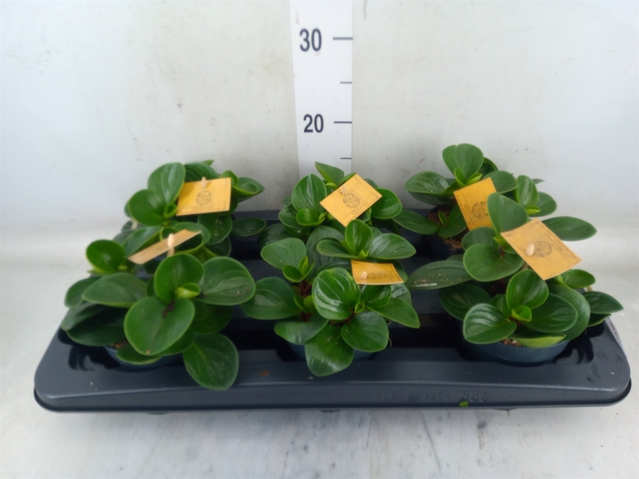 <h4>Peperomia obt. 'Red Canyon'</h4>