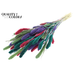 Setaria per bunch Colourful 7