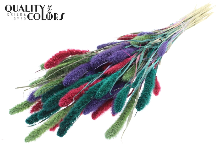 Setaria per bunch Colourful 7