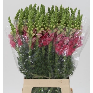 ANTIR POTO CHER ROSE