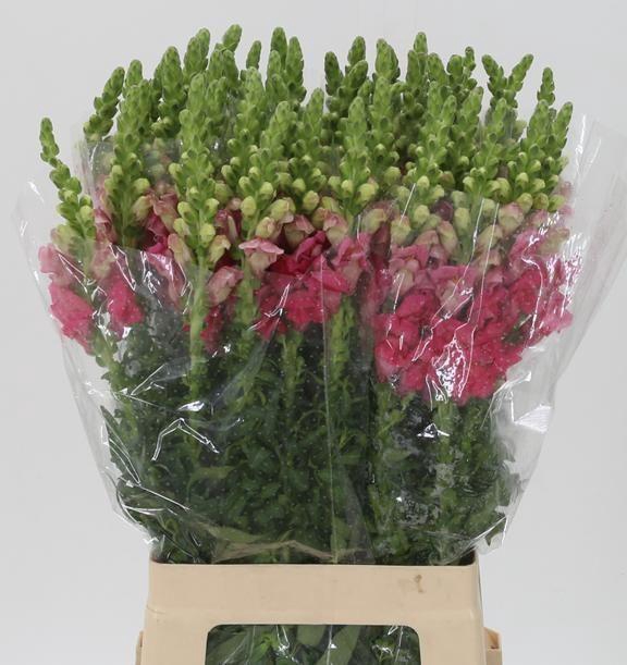 <h4>ANTIR POTO CHER ROSE</h4>