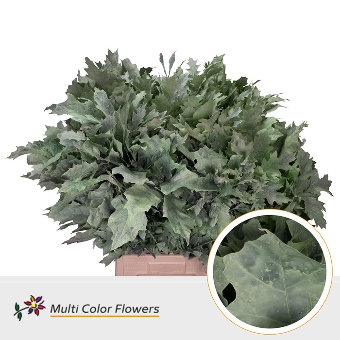 <h4>Eik Grof Frost Mint</h4>