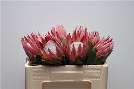 Protea Cynaroides Clare