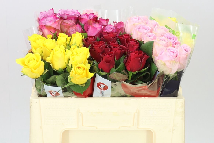 <h4>Rosa Gr Gemengd Fantasy</h4>