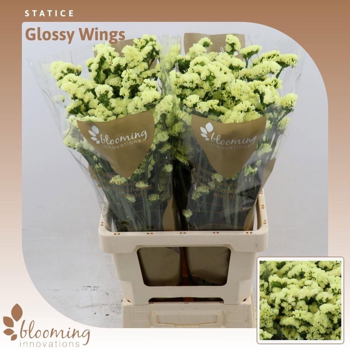 <h4>LIM S GLOSSY WINGS</h4>