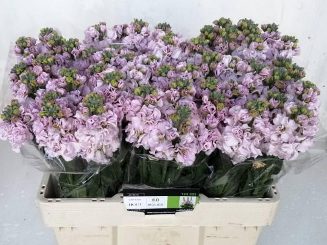 <h4>MATTH IRON CHERRY BL</h4>