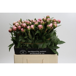 Paeonia Sarah Bernhardt