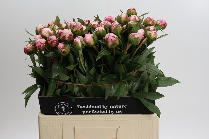 <h4>Paeonia Sarah Bernhardt</h4>