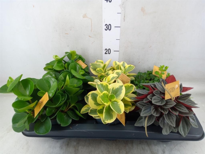 <h4>Peperomia   ...mix</h4>