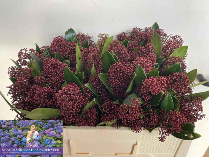 <h4>SKIM J RUBELLA BS</h4>