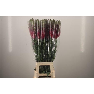 Antirrhinum It. Magenta Purple