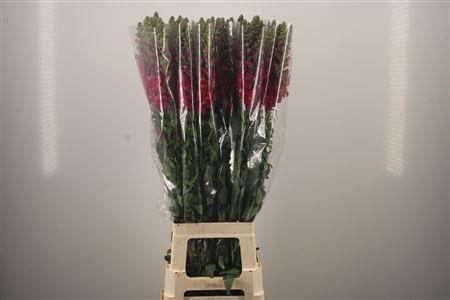 <h4>Antirrhinum It. Magenta Purple</h4>