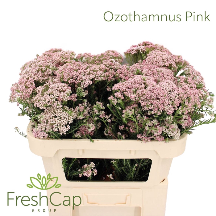 <h4>Ozothamnus Pink Spray</h4>