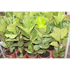 FICUS LYRATA P24