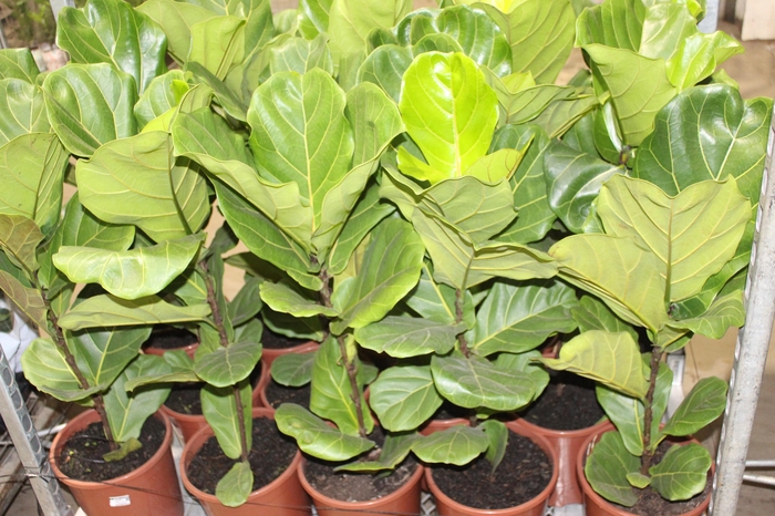 <h4>FICUS LYRATA P24</h4>