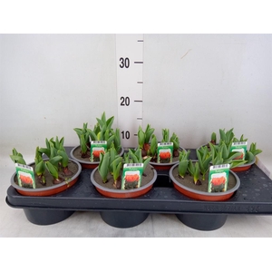 Tulipa DU   ...
