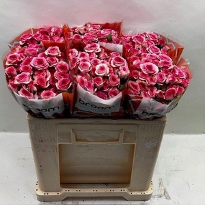 Rosa TR 'Tralala' BRAAM