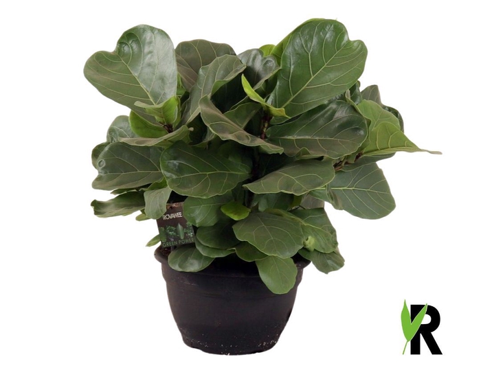 <h4>Ficus lyrata</h4>