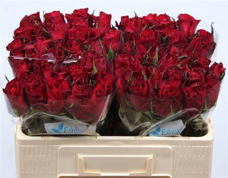 <h4>R Gr Ever Red</h4>