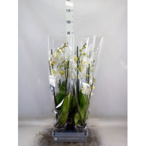 Phalaenopsis  'White World'