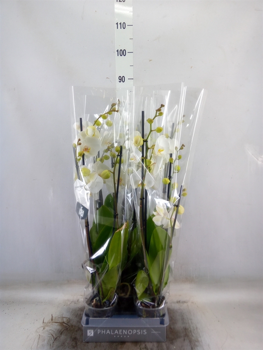<h4>Phalaenopsis  'White World'</h4>