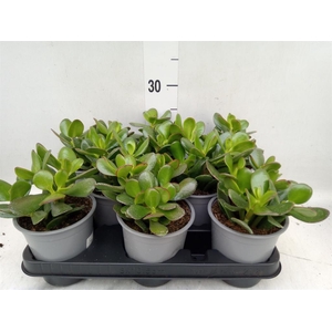 Crassula ovata