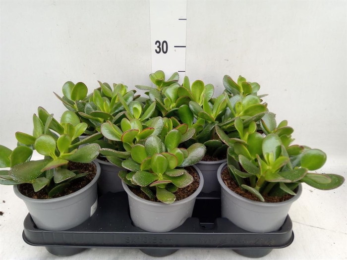 Crassula ovata