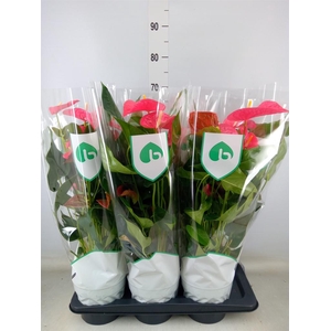 Anthurium andr. 'Maine'