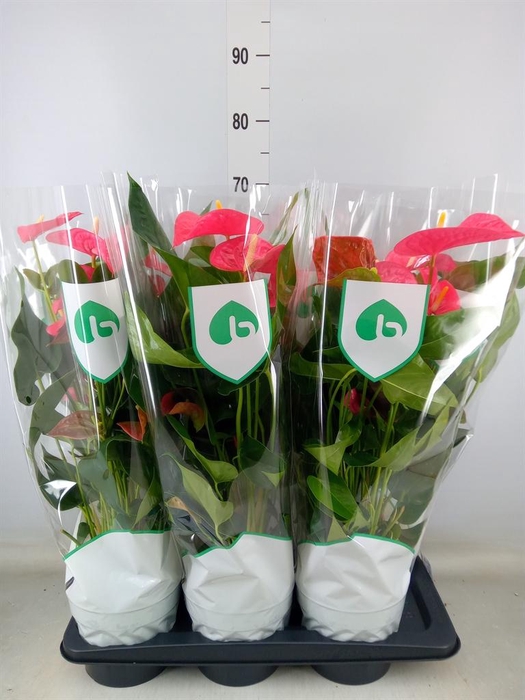 <h4>Anthurium andr. 'Maine'</h4>
