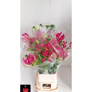 GLORIOSA ROTHSCHILD