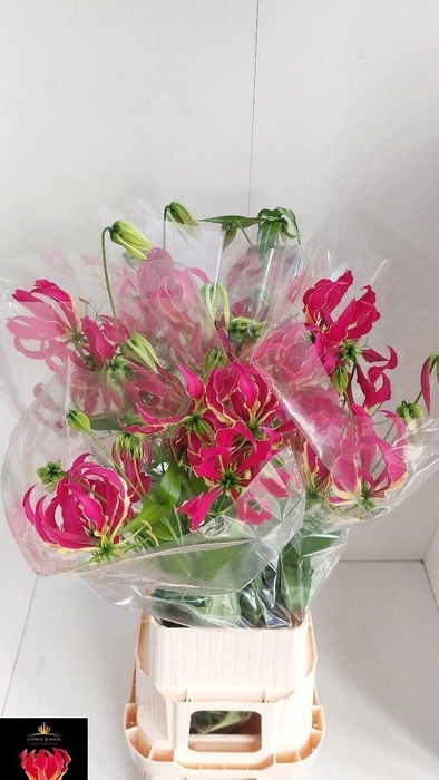 <h4>GLORIOSA ROTHSCHILD</h4>