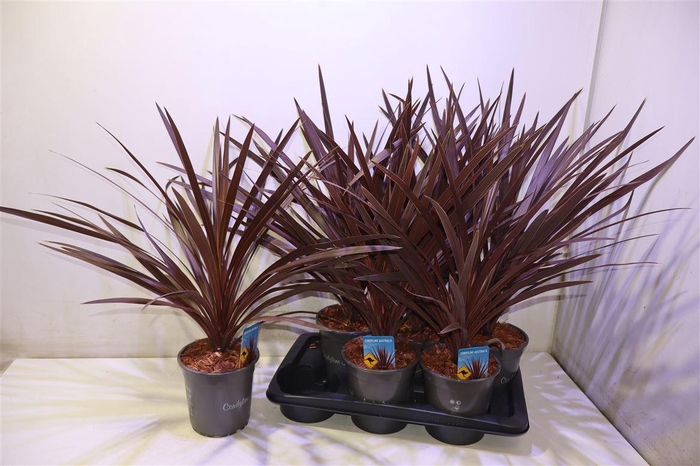 <h4>Cord Aus Red Star</h4>