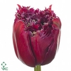 Tulipa fr mascotte
