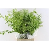 Jasmine White 100 Gram