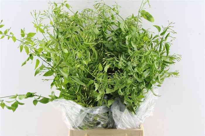 Jasmine White 100 Gram