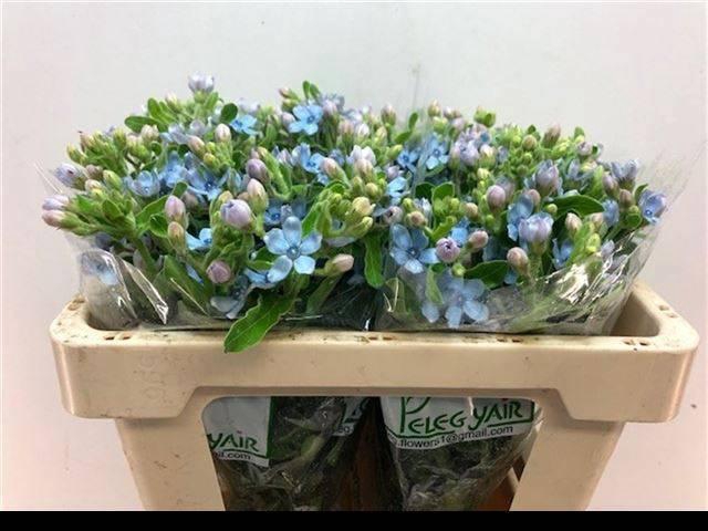 <h4>OXY CO TAN PURE BLU</h4>