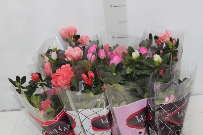 <h4>AZALEIA P09</h4>