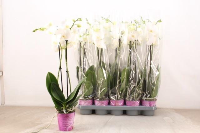 <h4>PHAL F LIVELY</h4>