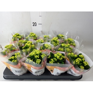 Kalanchoe blos. 'RosDon Amaril'