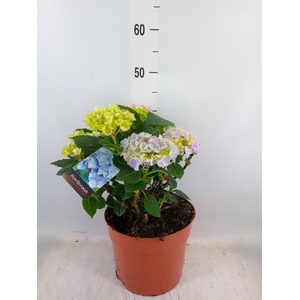 Hydrangea mac. 'Hi River'