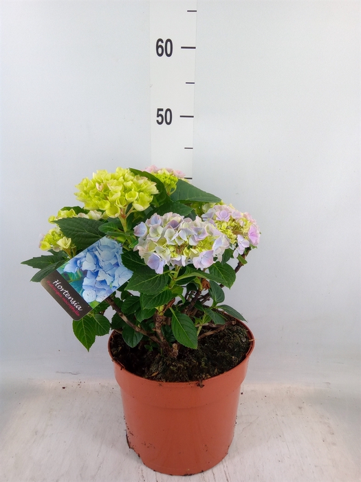 <h4>Hydrangea mac. 'Hi River'</h4>