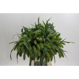 SETARIA IT VOLL MELK