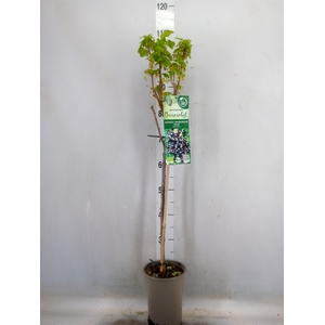 Ribes nigrum