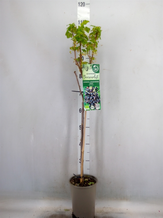 <h4>Ribes nigrum</h4>