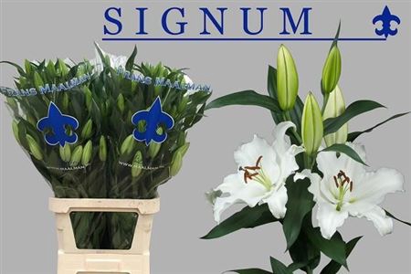 <h4>Li Or Signum</h4>