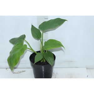 PHILODENDRON DANTEANUM P17