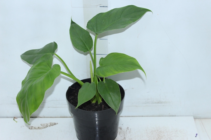 <h4>PHILODENDRON DANTEANUM P17</h4>